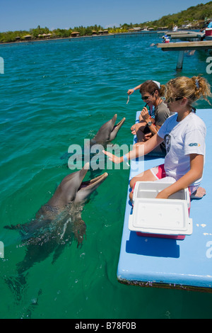 L'école des enfants qui reçoivent un cours de biologie d'un entraîneur de dauphin, Anthony's KSchool enfants ey Resort, Roatan, Honduras, Banque D'Images