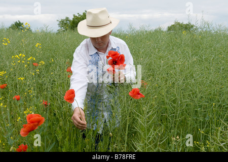 Man picking pavot (Papaver sp.) Banque D'Images