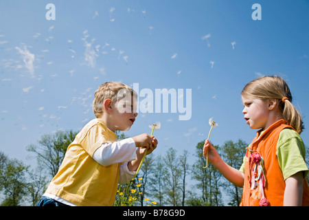 Garçon, 3 ans, et fille, 4 ans, blowballs soufflage, graines de pissenlit (Taraxacum officinale), Suisse, Europe Banque D'Images