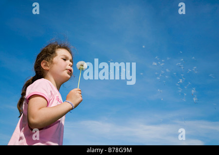 Fille, 5 ans, blowballs soufflage, graines de pissenlit (Taraxacum officinale), Suisse, Europe Banque D'Images