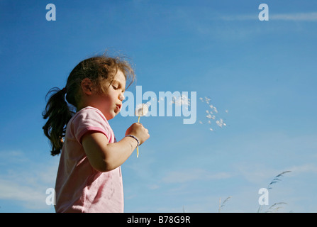 Fille, 5 ans, blowballs soufflage, graines de pissenlit (Taraxacum officinale), Suisse, Europe Banque D'Images