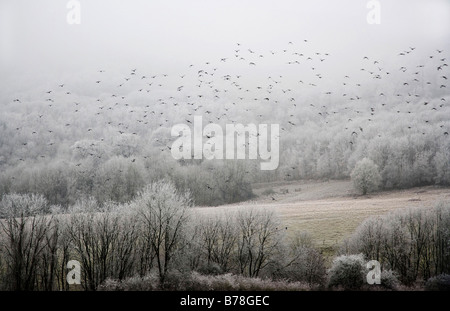 Oiseaux en vol sur un matin d'hiver glacial, Misty Banque D'Images