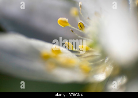 Arum Creticum ou Windflower (Anemone nemorosa), Nemerower Holz, Neubrandenburg, Mecklembourg-Poméranie-Occidentale, Allemagne, Europe Banque D'Images