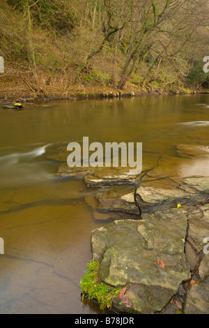 L'Angleterre, Tyne & Wear, Derwent Walk Country Park. La Derwent traversant Snipes Bois. Dene Banque D'Images