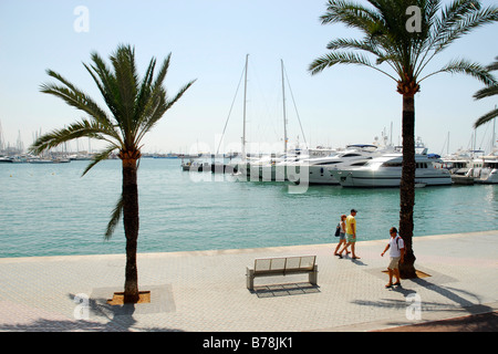 Palmiers sur la promenade à PASSEIG MARITIM, bateaux du port de plaisance, Reial Club Nautic, le port de Palma, Majorque, Îles Baléares Banque D'Images