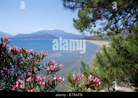 Réserve naturelle avec des lauriers roses, la plage d'Iztuzu, Turtle Beach, Daylan, Province de Mugla, Méditerranée, Turquie Banque D'Images