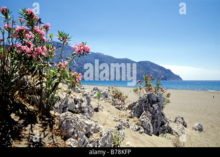 Réserve naturelle avec des lauriers roses, la plage d'Iztuzu, Turtle Beach, Daylan, Province de Mugla, Méditerranée, Turquie Banque D'Images