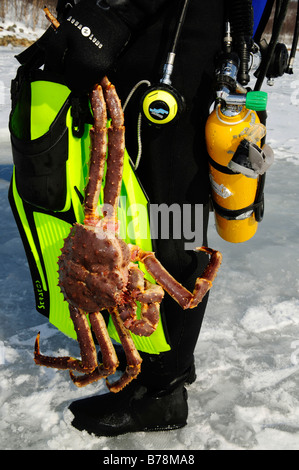 Après la plongée scuba diver dans le fjord pour le roi des crabes, Kirkenes, Finnmark, Laponie, Finlande, Scandinavie, Europe Banque D'Images