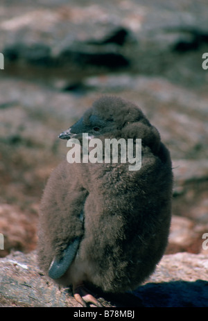 Close-up d'un poussin Adélie en Antarctique Banque D'Images