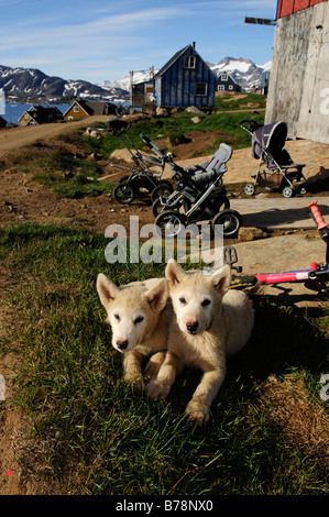 Chiots chiens de traîneau en Tasiilaq, Ammassalik, dans l'Est du Groenland, Greenland Banque D'Images