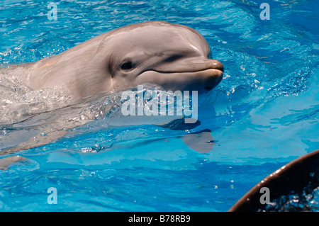 Dolphin (delphinidés), SeaWorld Adventure Park, Orlando, Floride, USA, Amérique du Nord Banque D'Images