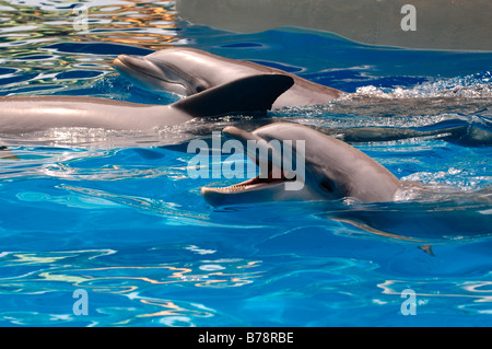 Dolphin (delphinidés), SeaWorld Adventure Park, Orlando, Floride, USA, Amérique du Nord Banque D'Images