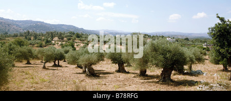 Une oliveraie en Crète centrale,grèce,à la hauteur de l'été. La production d'huile d'Olive est une industrie importante en Grèce. Banque D'Images