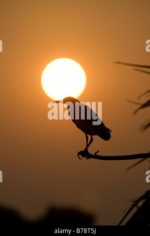 Ardeola grayii. Silhouette d'un Indien Pond Heron perché sur un bâton contre le soleil couchant dans la campagne indienne. L'Andhra Pradesh, Inde Banque D'Images