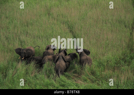 Vue aérienne de troupeau d'éléphants à agité avec des faisceaux dans l'air Banque D'Images