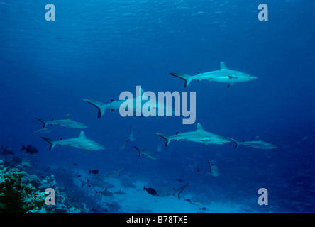 Les requins gris de récif (Carcharhinus amblyrhynchos) Nager dans l'eau bleu Atoll, Maldives, Ba, de l'Océan Indien, l'Asie Banque D'Images