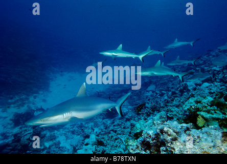 Les requins gris de récif (Carcharhinus amblyrhynchos) nagent au-dessus de la barrière de corail dans le bleu Atoll, Maldives, Ba, de l'Océan Indien, Banque D'Images