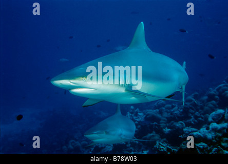 Requin gris de récif (Carcharhinus amblyrhynchos) nager au-dessus d'un atoll de corail, Ba, Maldives, océan Indien, Asie Banque D'Images