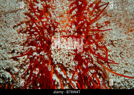 Parson's Hat (oursin Tripneustes gratilla), détail, Abu Dabab Reef, Hurghada, Red Sea, Egypt, Africa Banque D'Images