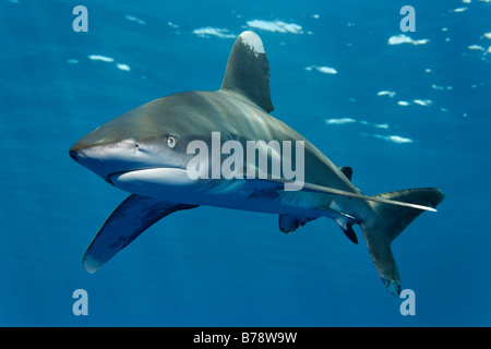 Requin océanique (Carcharhinus longimanus) dans l'eau bleue, Daedalus Reef, Hurghada, Red Sea, Egypt, Africa Banque D'Images