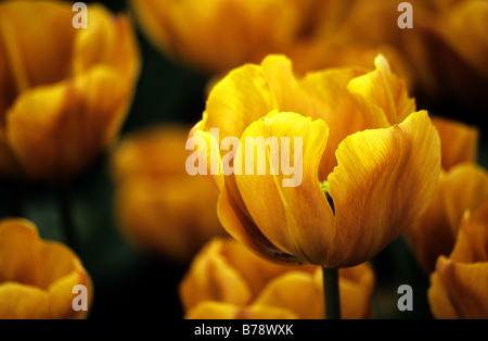 Triumf Tulipa Caire photographié à jardins de Keukenhof à Lisse, aux Pays-Bas Banque D'Images
