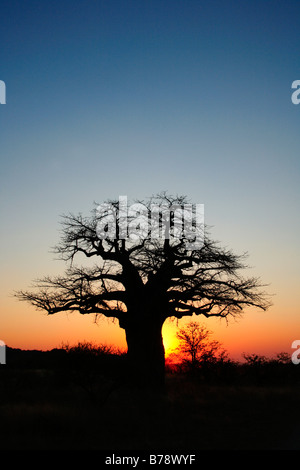 Baobab dans le coucher du soleil Banque D'Images