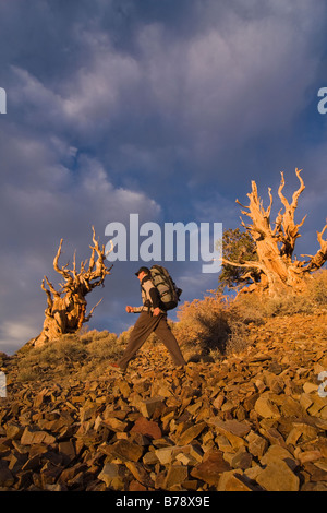 Un randonneur par un Bristlecone Pine Tree au coucher du soleil près de l'évêque en Californie Banque D'Images