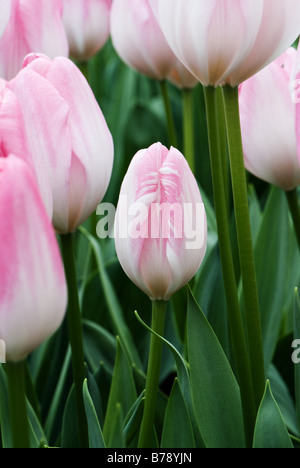 Tulipa hybride Darwin photographié à Hatsuzakura jardins de Keukenhof à Lisse, aux Pays-Bas Banque D'Images