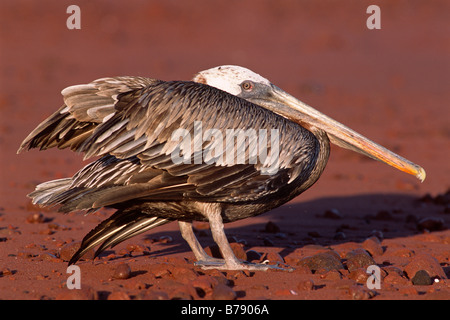 Pélican brun (Pelecanus occidentalis) sur Insel Rapida plage rouge, des îles Galapagos, îles Galapagos, Equateur, Amérique du Sud Banque D'Images