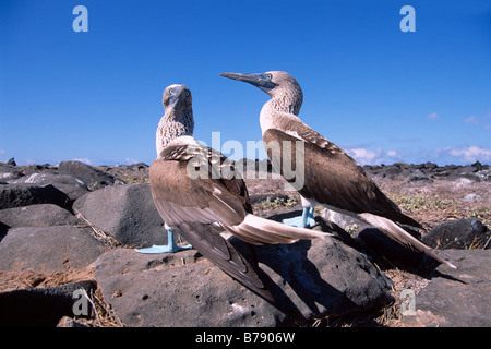 Fou à pieds bleus (Sula nebouxii) paire Insel Espanola, des îles Galapagos, îles Galapagos, Equateur, Amérique du Sud Banque D'Images