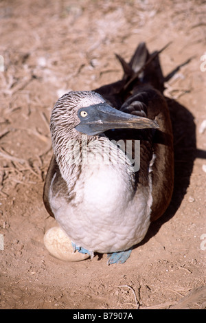 Fou Pieds Bleus Sula Nebouxii Galapagos Equateur Photo Stock Alamy fou-pieds-bleus-sula-nebouxii-galapagos-equateur-photo-stock-alamy