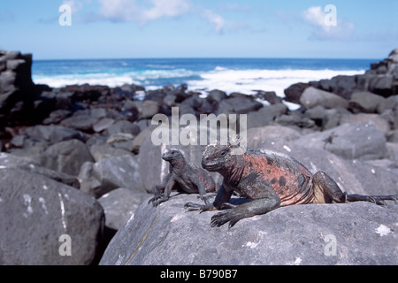 L'Iguane marin rouge (Amblyrhynchus cristatus), bains de soleil, d'Espanola Island, îles Galapagos, Equateur, Amérique du Sud Banque D'Images