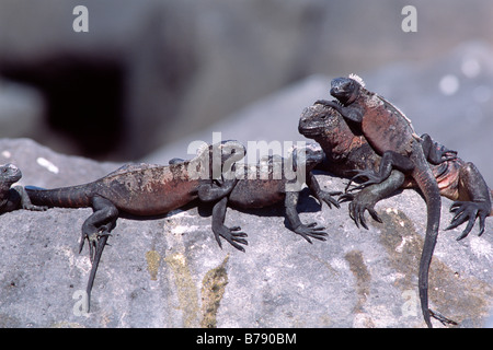 L'Iguane marin rouge (Amblyrhynchus cristatus), bains de soleil, d'Espanola Island, îles Galapagos, Equateur, Amérique du Sud Banque D'Images