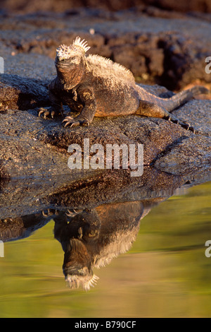 Réflexion d'un iguane marin (Amblyrhynchus cristatus), l'île de Fernandina, îles Galapagos, Equateur, Amérique du Sud Banque D'Images