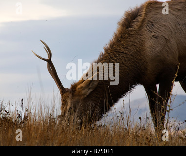 Young male Elk avec cornes mange de l'herbe des pâturages National Bison Range Charlo Montana Banque D'Images