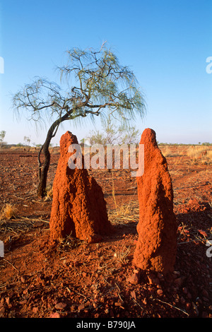 Collines de termites dans l'outback, Territoire du Nord, Australie Banque D'Images