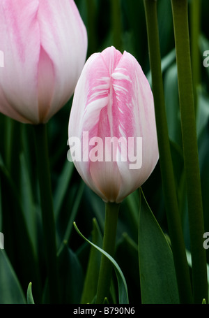 Tulipa hybride Darwin photographié à Hatsuzakura jardins de Keukenhof à Lisse, aux Pays-Bas Banque D'Images