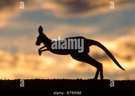 Le kangourou gris (Macropus giganteus) dans le coucher du soleil, Mungo National Park, New South Wales, Australie Banque D'Images