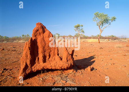 Collines de termites dans l'outback, Territoire du Nord, Australie Banque D'Images