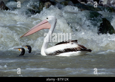 Pelican (Pelecanus conspicillatus australienne) pêche avec Grands Cormorans (Phalacrocorax carbo) dans la rivière Darling, Kinchega Na Banque D'Images
