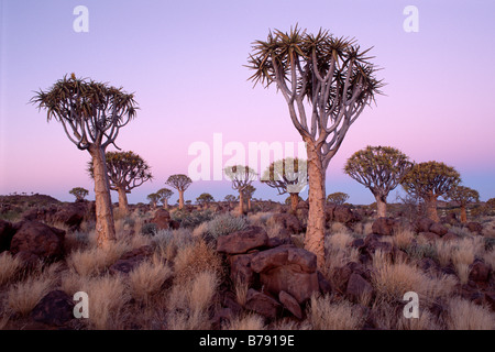 Quiver Tree ou Kokerboom (ALOE) dichtoma à heure bleue, Ferme Gariganus, près de l'Ketmannshoop, Namibie, Afrique du Sud Banque D'Images