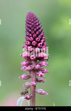 Lysimachia atropurpurea 'Beujolais' avec fly sur elle Banque D'Images