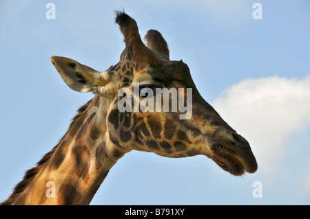 Les Girafes tête contre ciel bleu montrant les détails de couleurs et caractéristiques de cette faune animal contre le ciel bleu Banque D'Images