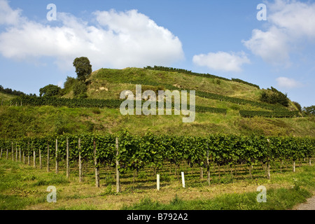 Dans les vignobles près de Bischoffingen Banque D'Images