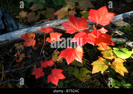 Les feuilles sur les couleurs de l'automne rouge Brooks Range Gates of the Arctic National Park Alaska Banque D'Images