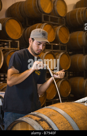 Winery remue l'travailleur dans des sédiments d'un fût de chêne à JOULLIAN VIGNES CARMEL VALLEY EN CALIFORNIE Banque D'Images