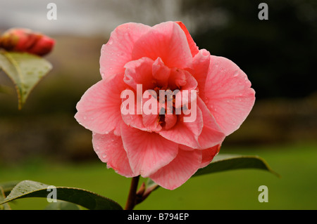Close up de fleur de camélia rose Ecosse Perthshire Banque D'Images