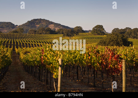 Vignes tour couleurs au cours de l'automne dans la vallée ALEXANDER HEALDSBURG CALIFORNIE Banque D'Images