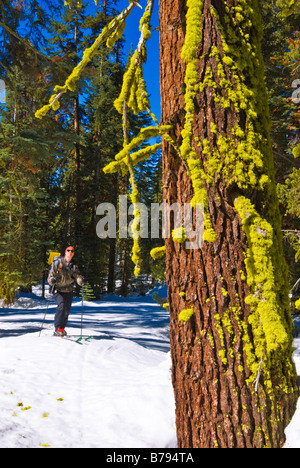 La skieuse de l'arrière-pays et de la mousse recouverte de Yosemite National Park California Banque D'Images