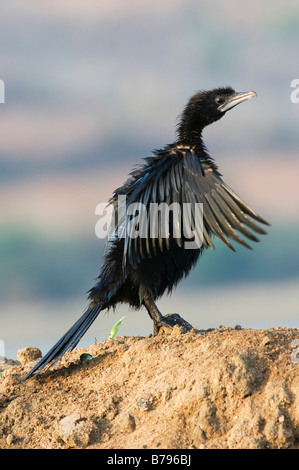 Phalacrocorax niger . Peu de séchage Cormorant ses ailes dans la campagne indienne. L'Andhra Pradesh, Inde Banque D'Images